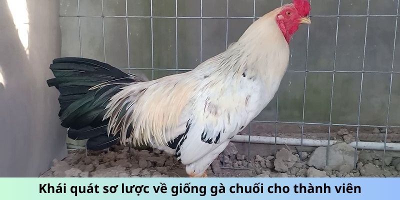 Cách Chăm Sóc Gà Chuối - Mẹo Giữ Chiến Kê Luôn Phong Độ 1 Trang Chủ Jun88.com #1 Việt Nam Khái quát sơ lược về giống gà Chuối cho thành viên