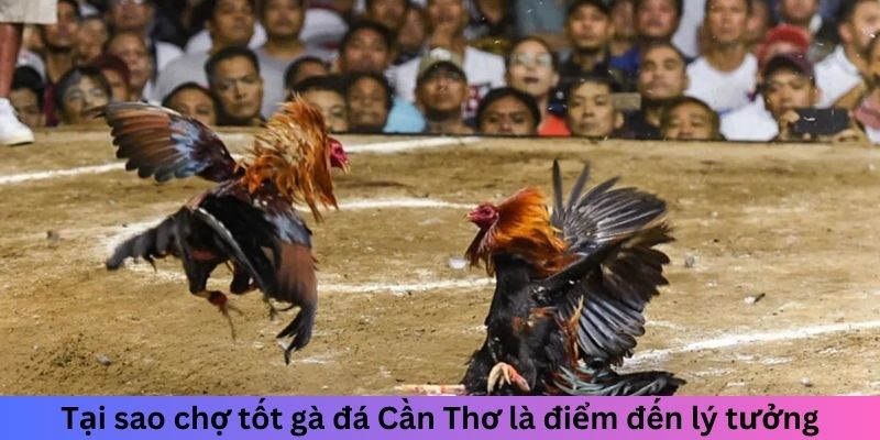 Chợ Tốt Gà Đá Cần Thơ - Điểm Lý Tưởng Cho Người Chơi Gà 2 Trang Chủ Jun88.com #1 Việt Nam Tại sao chợ tốt gà đá Cần Thơ là điểm đến lý tưởng