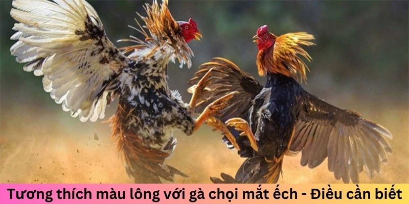 Gà Chọi Mắt Ếch - Chiến Kê Đáng Sợ Làm Đối Thủ Dè Chừng 2 Trang Chủ Jun88.com #1 Việt Nam Tương thích màu lông với gà chọi mắt ếch - Điều cần biết